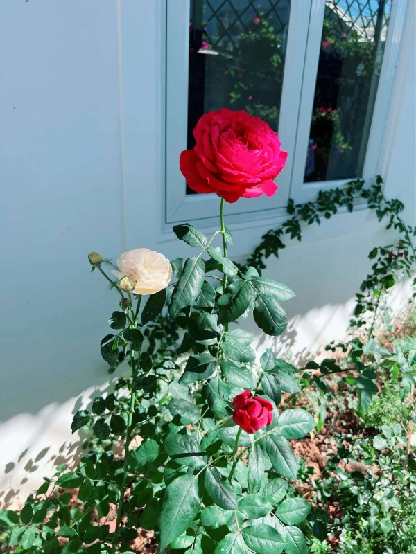 Ảnh Bảo Hân 2 - 10