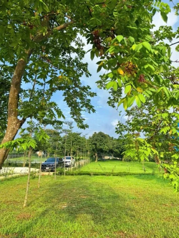 Ảnh Viva BVMT - Sân Pickleball - 13