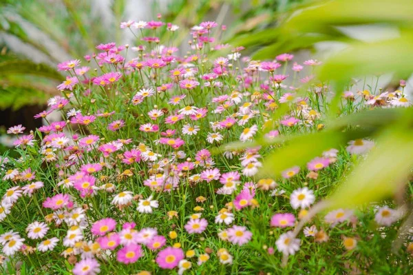 Ảnh Viva ĐL35 - 16