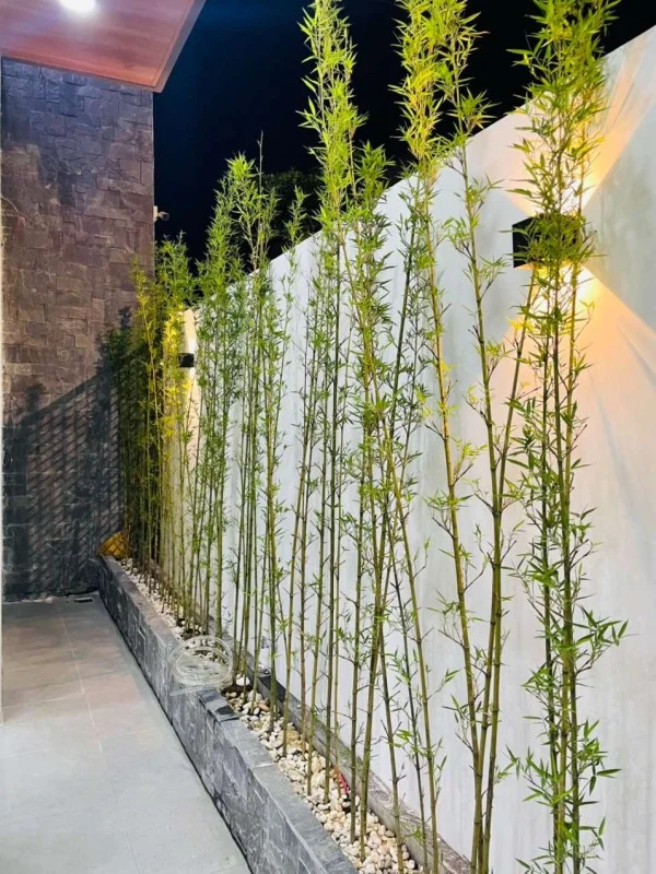 Ảnh Viva Homestay QN 02 - 11