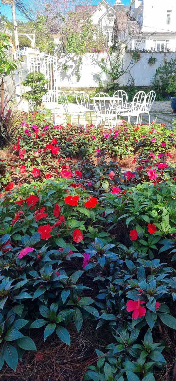 Ảnh Cẩm Tú Cầu 1 - 14