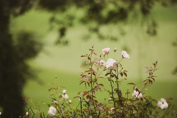 Ảnh Viva TĐ35 - 11