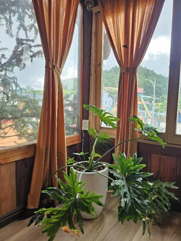 Ảnh Viva Homestay MC 03 - 12