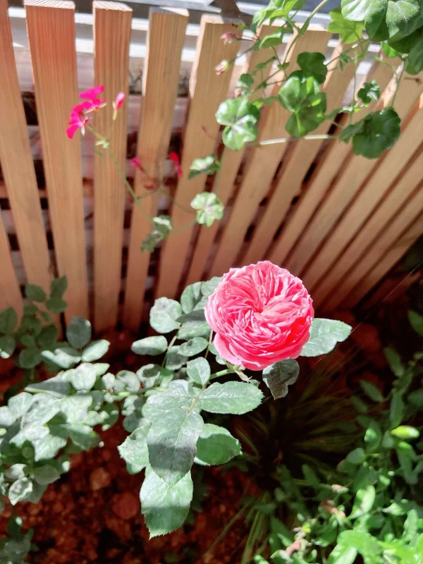 Ảnh Bảo Hân 2 - 12