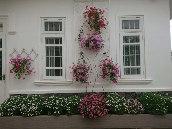 Ảnh Cẩm Tú Cầu 2 - 64