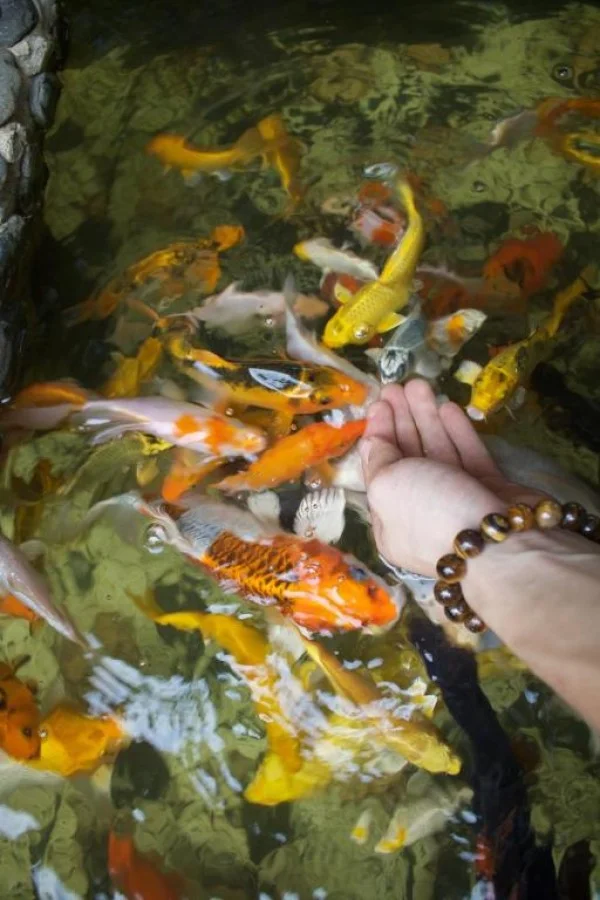 Ảnh Viva Mai Châu B3 - 7