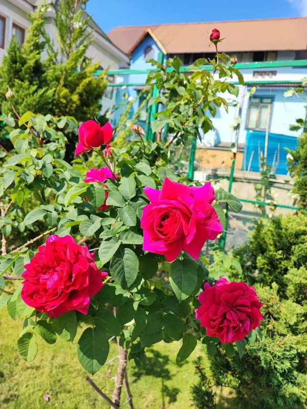 Ảnh Bảo Hân 3 - 20