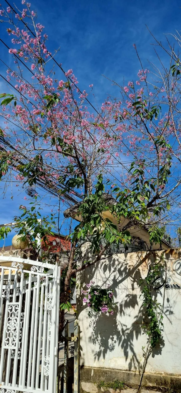 Ảnh Cẩm Tú Cầu 1 - 22