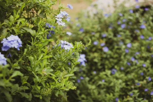 Ảnh Viva TĐ35 - 13