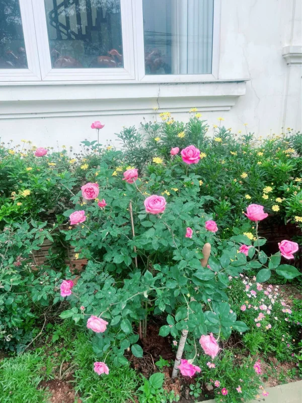 Ảnh Bảo Hân 1 - 37