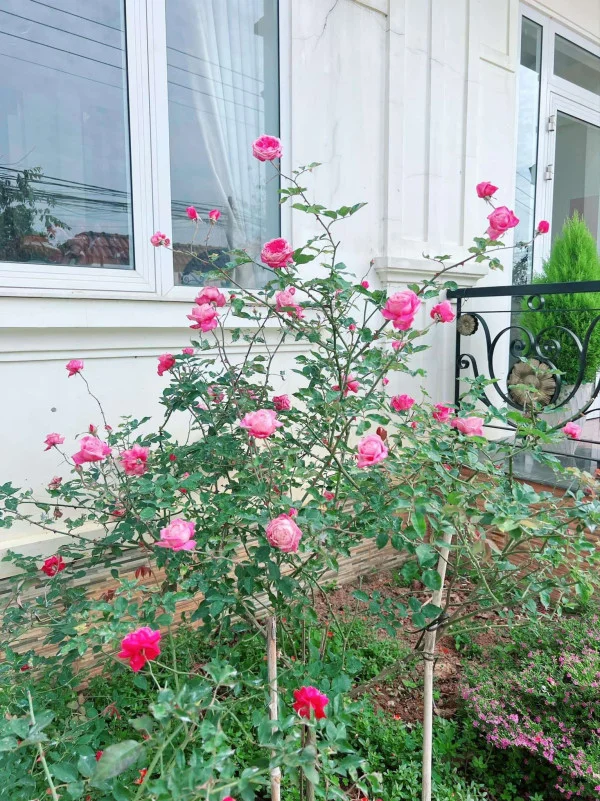 Ảnh Bảo Hân 1 - 25