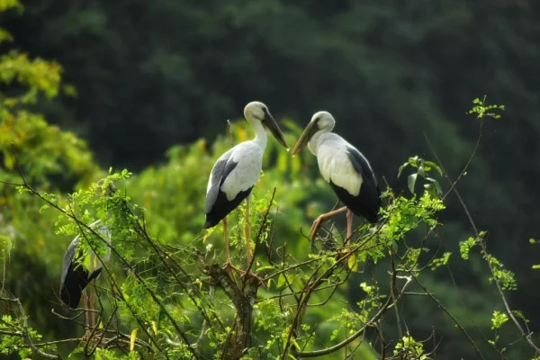 Ảnh Resort Khu Du Lịch Sinh Thái Thung Nham Ninh Bình - 12