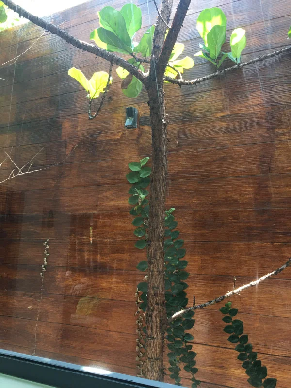 Ảnh Viva PT19 - 18