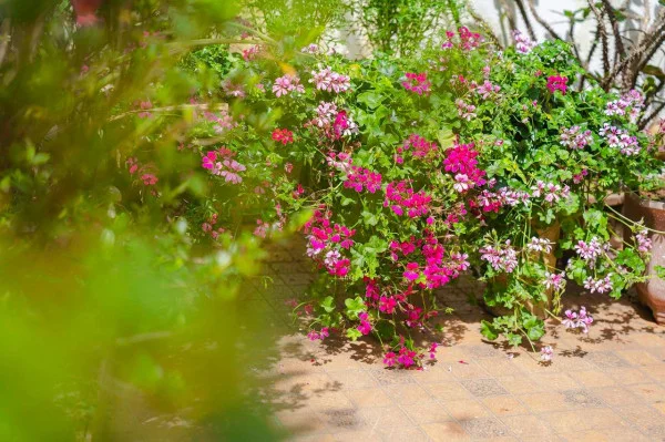 Ảnh Viva ĐL35 - 19