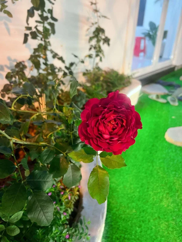 Ảnh Bảo Hân 2 - 23