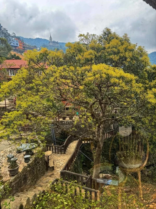 Ảnh Viva Homestay T4