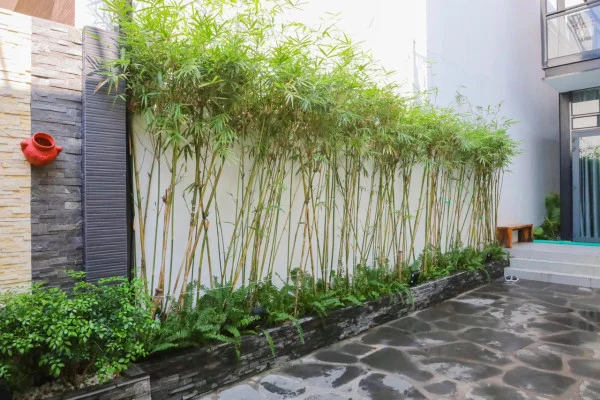 Ảnh Viva VT48 - 13