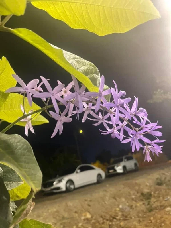 Ảnh Viva TĐ11 - 11