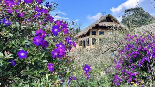 Ảnh Viva Homestay MC 08