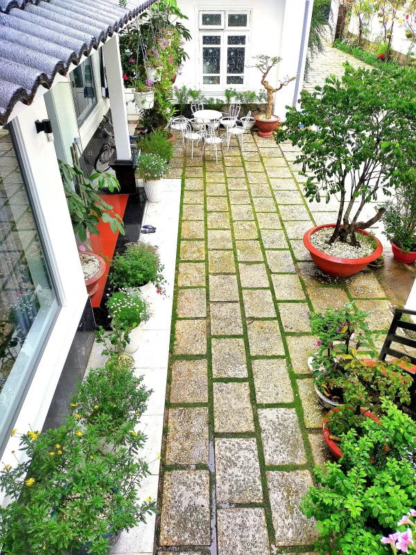 Ảnh Cẩm Tú Cầu 1 - 11