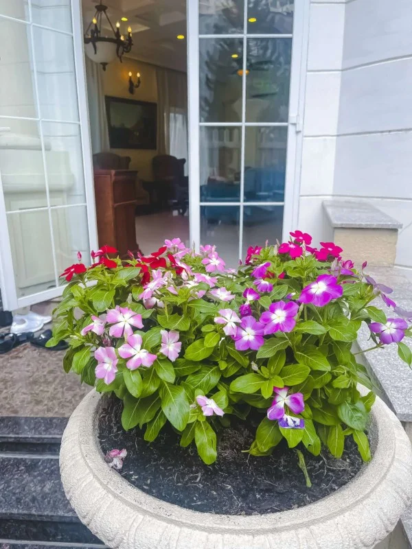 Ảnh Viva SG 03 - 8