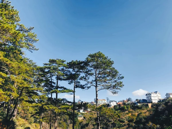 Ảnh Viva ĐL45 - 10