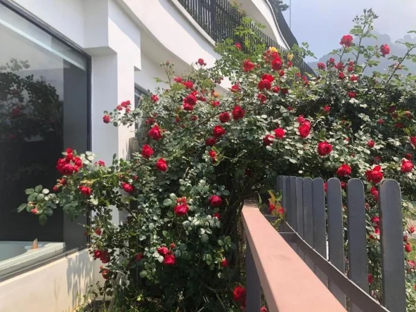 Ảnh Pao's Sapa Leisure Hotel - 9