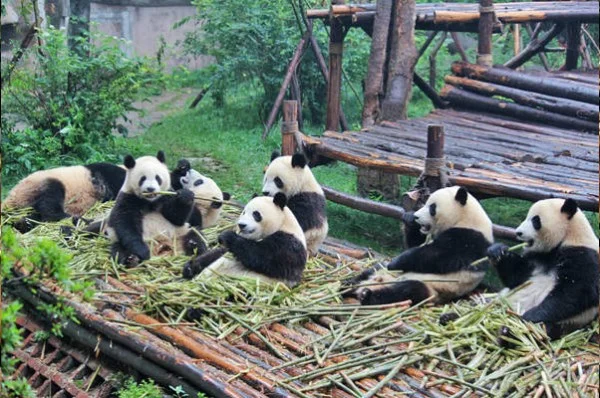 Ảnh Tour Trung Quốc: Thành Đô - Cửu Trại Câu thiên đường hạ giới - công viên Gấu Trúc - Lạc Sơn Đại Phật