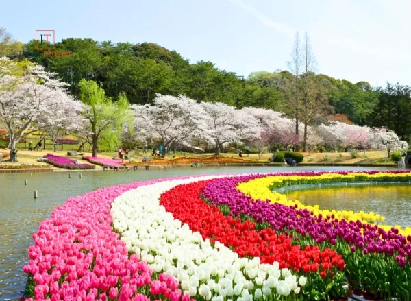 Ảnh Nhật Bản: Tokyo - Núi Phú Sĩ - Oshino Hakkai - Vịnh Odaiba - Công viên Hamamatsu - Nagoya - Kyoto - Osaka | Trải nghiệm shinkanen & thưởng thức bò Kobe | Ngắm hoa Anh Đào & hoa Tulip - 9