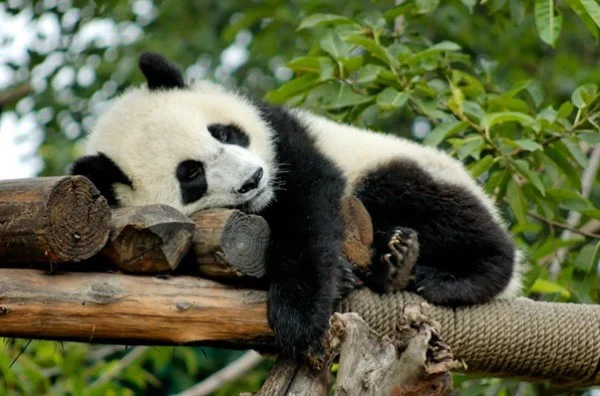 Ảnh Thành Đô- Cửu Trại Câu- Công viên gấu trúc - Trượt tuyết Gia Cô Sơn