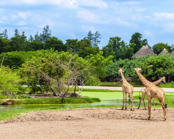 Ảnh Thái Lan: Bangkok - Pattaya (Khách sạn 5 sao, Làng Nong Nooch, Chợ nổi Bốn Miền, check in tại The Kliff Beach Club Pattaya, tặng vé Colosseum Show, trải nghiệm ẩm thực Michelin)