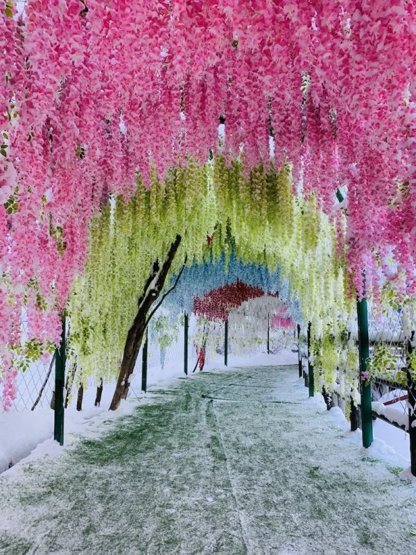 Ảnh Tour Trung Quốc : ĐẠI LÝ - LỆ GIANG – SHANGRILA - NO SHOPPING - 19