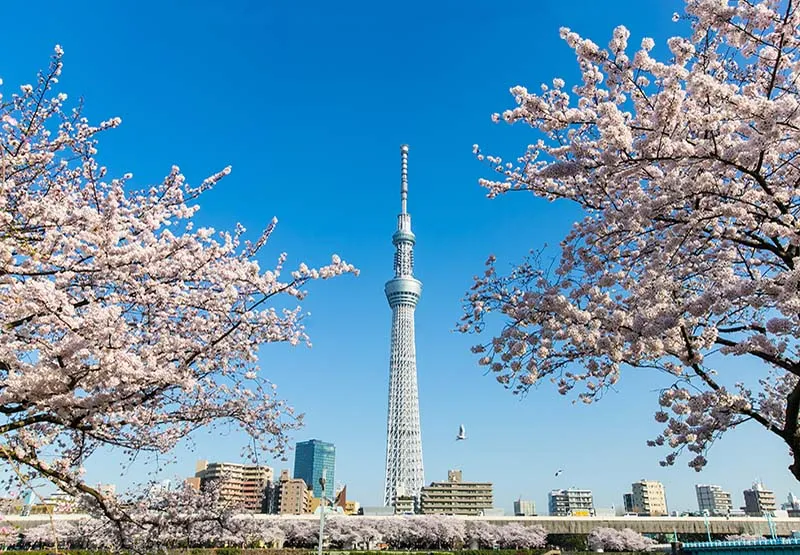 Ảnh Nhật Bản: Tokyo – Công viên Disneyland - Vịnh Odaiba – Núi Phú Sĩ - Nagoya - Kobe - Osaka | Thưởng thức bò Kobe & Trải nghiệm Shinkansen