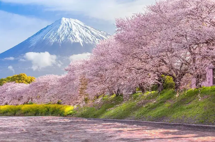 Ảnh Nhật Bản: Tokyo - Disneyland - Núi Phú Sĩ - Oshino Hakkai - Công viên Fujiten - Nagoya - Kyoto - Kobe - Osaka (4 đêm khách sạn, Thưởng thức bò Kobe & trải nghiệm trà đạo – mặc Yukata, Hái trái cây)
