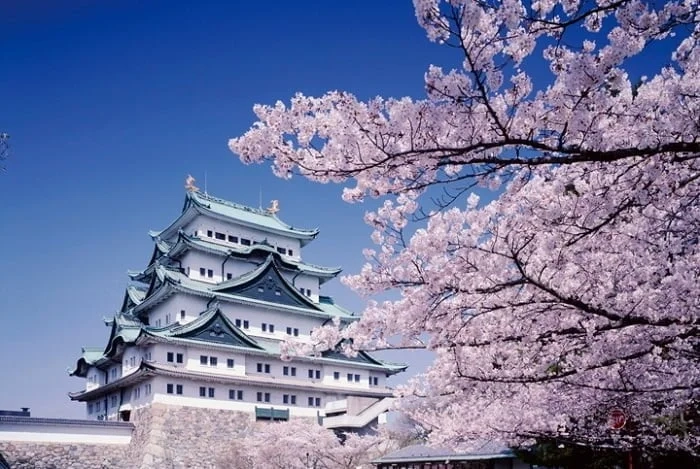 Ảnh Tour Nhật Bản : Nagoya - Kyoto - Shirakawago - Matsumoto - Núi Phú Sĩ - Tokyo (Thưởng Thức Thịt Bò Hida)